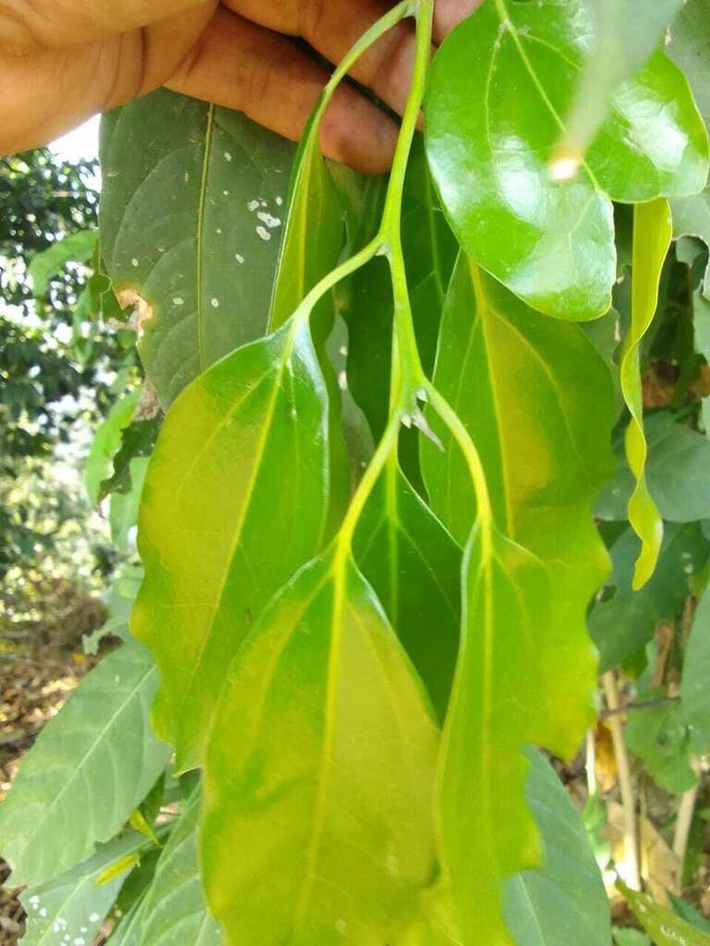 Aiouea areolata photo 2