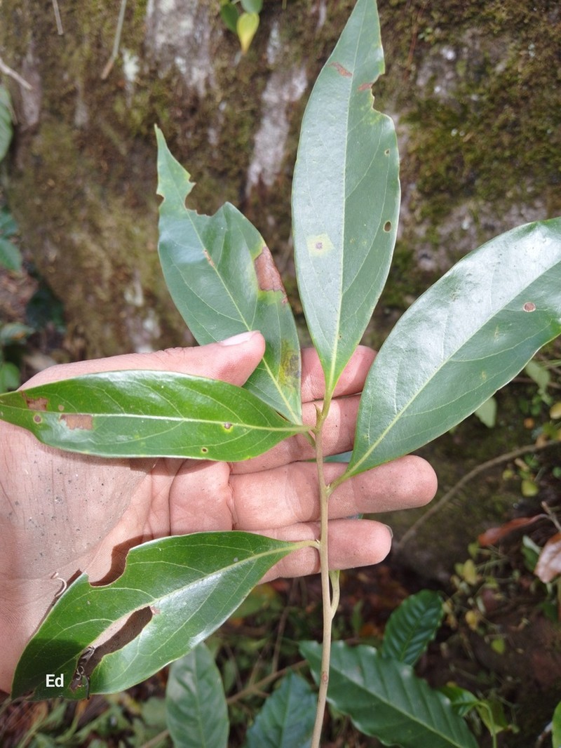 Aiouea areolata photo 3
