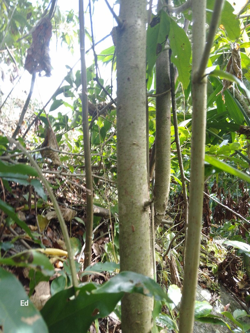 Aiouea areolata photo 5