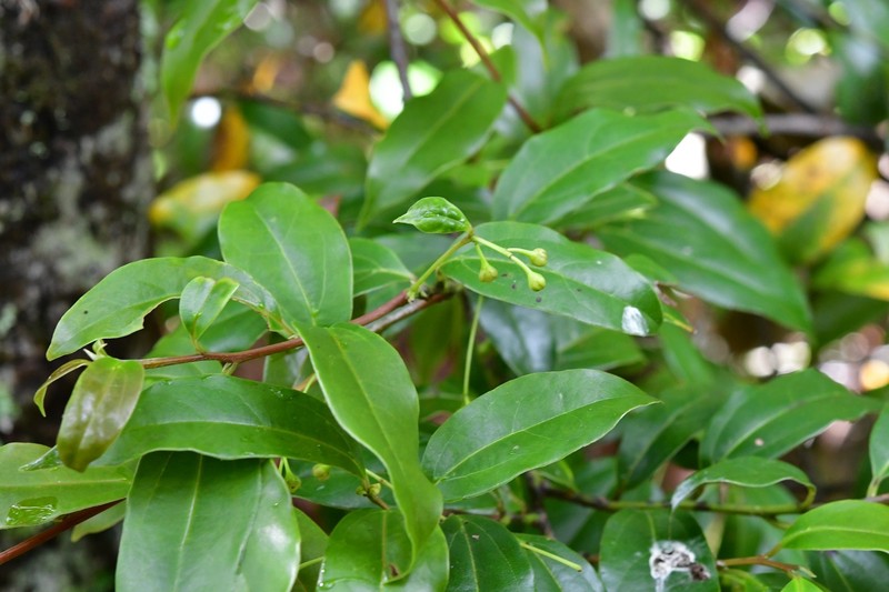 Aiouea areolata photo 6