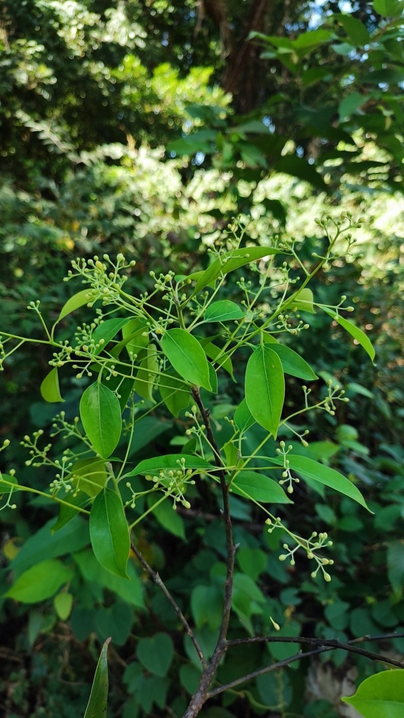 Aiouea brenesii