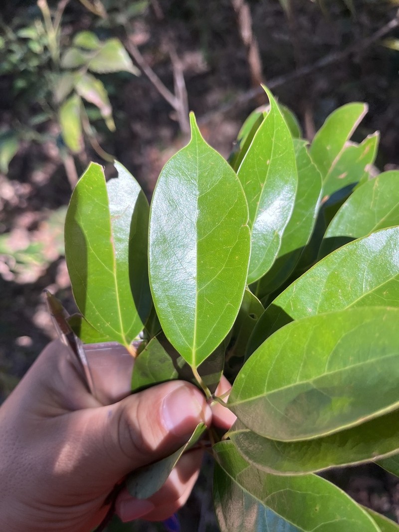 Aiouea brenesii photo 2