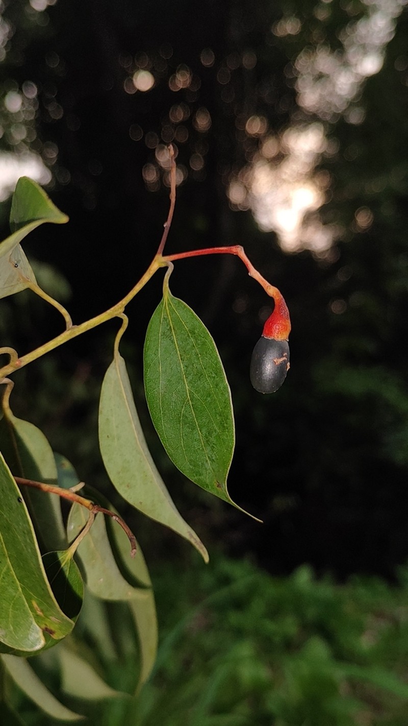 Aiouea brenesii photo 3