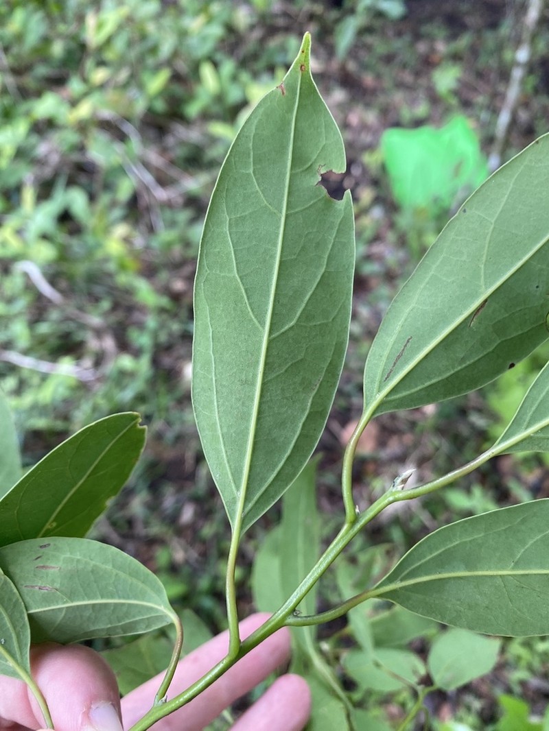 Aiouea brenesii photo 4
