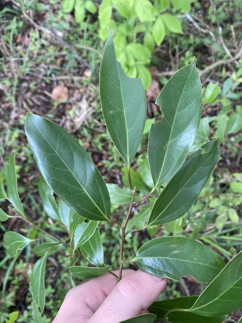Aiouea brenesii photo 5