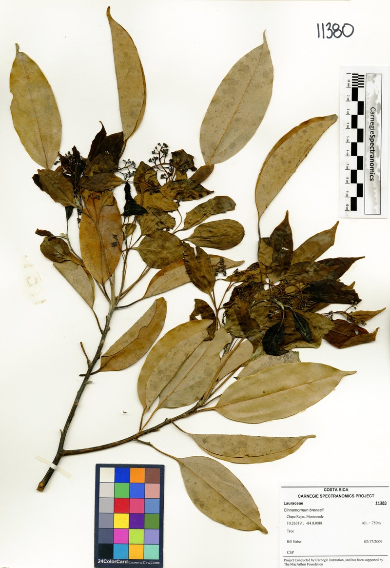 Aiouea brenesii photo 6