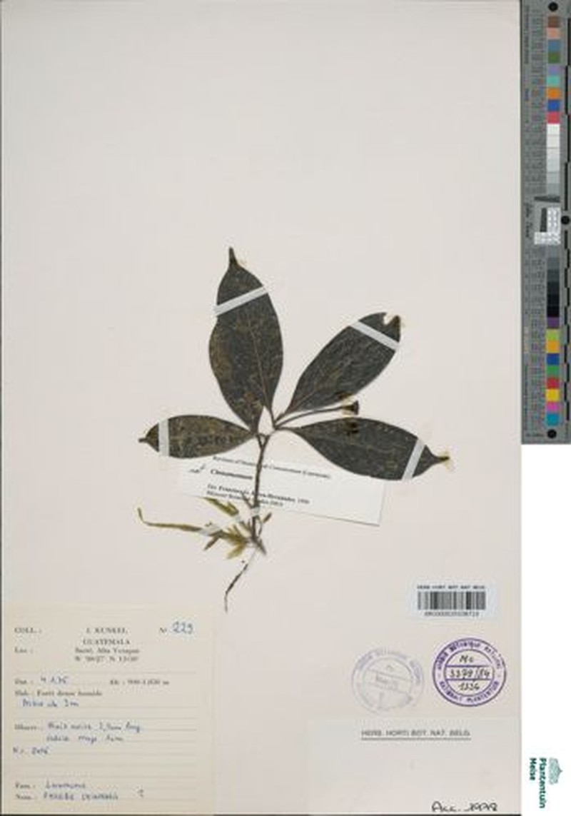 Aiouea chiapensis