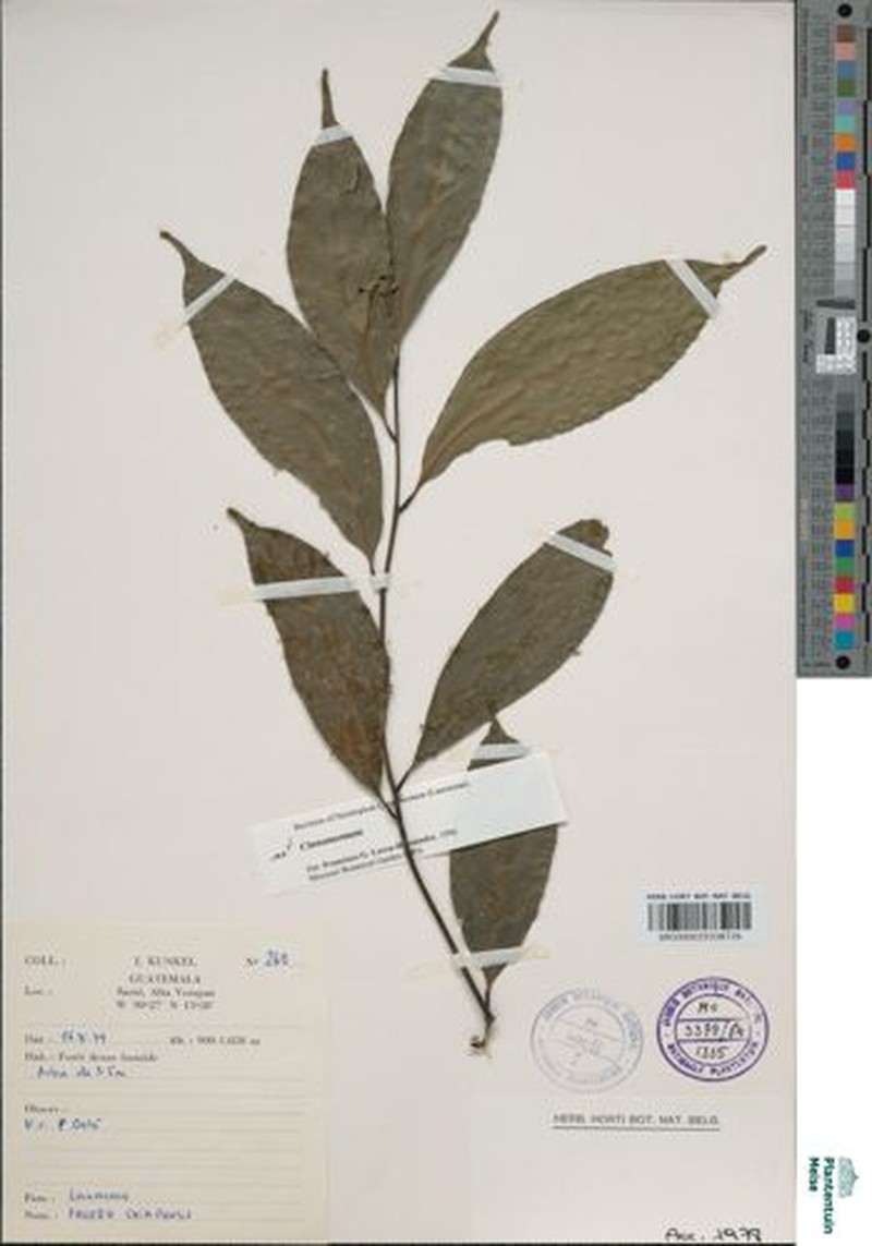 Aiouea chiapensis photo 2