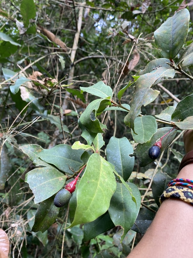 Aiouea chicaque