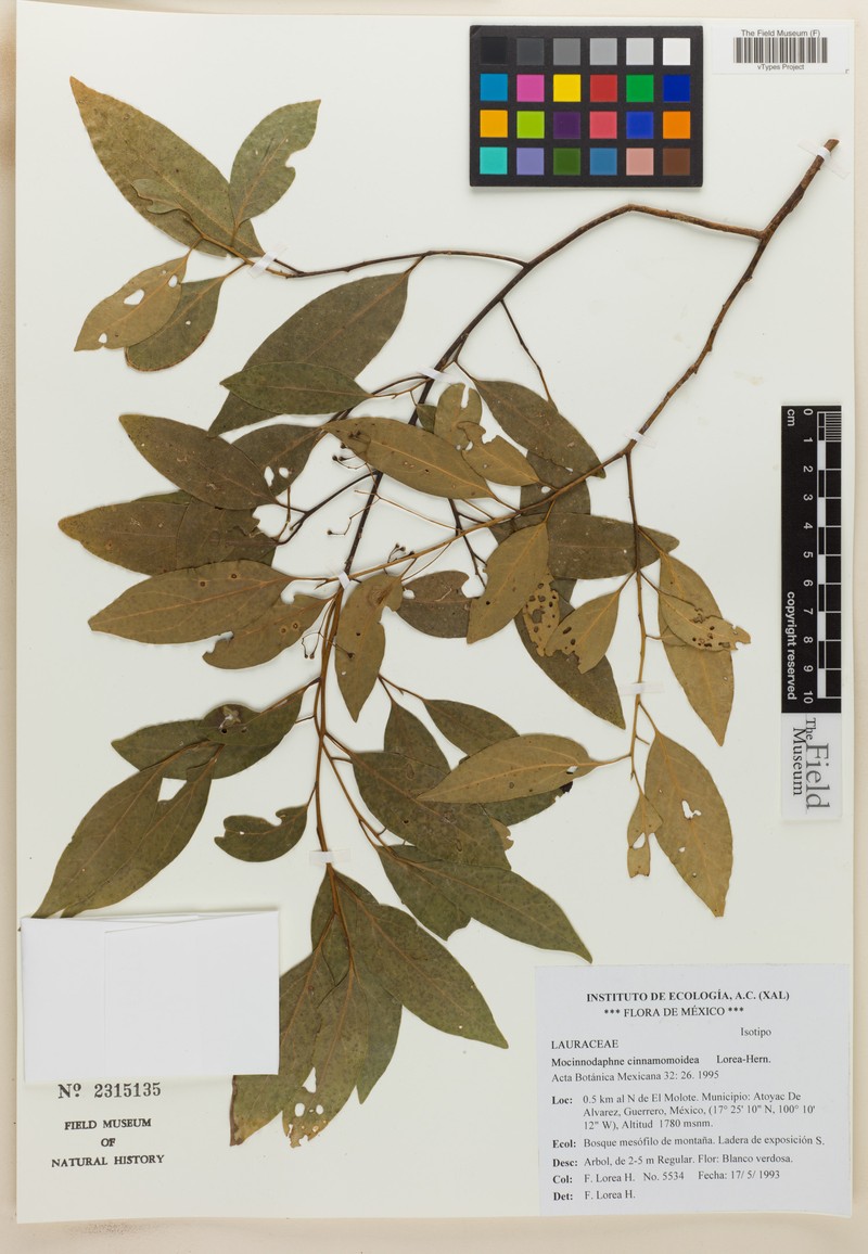 Aiouea cinnamomoidea