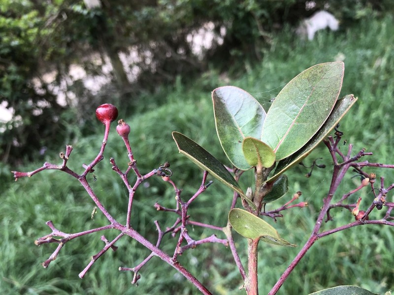 Aiouea dubia