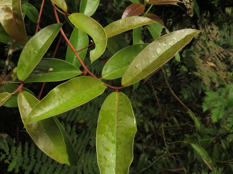 Aiouea dubia photo 4