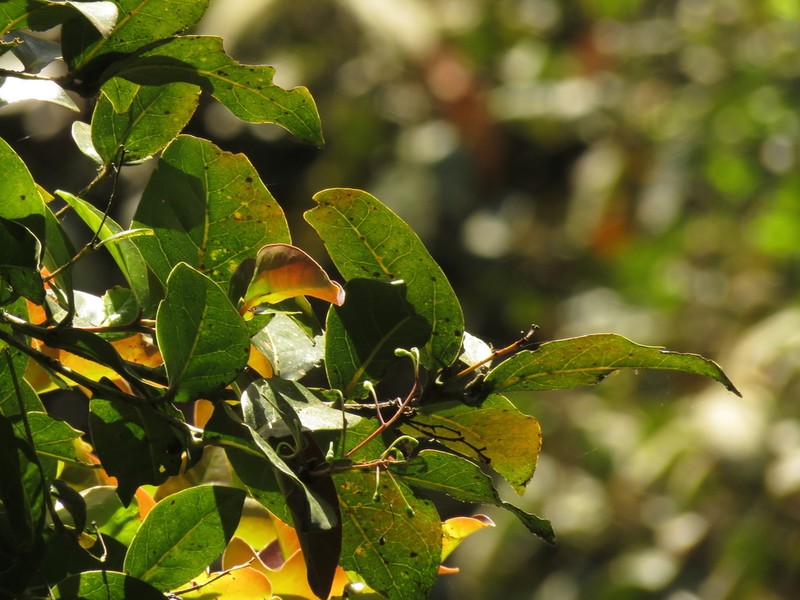 Aiouea dubia photo 5