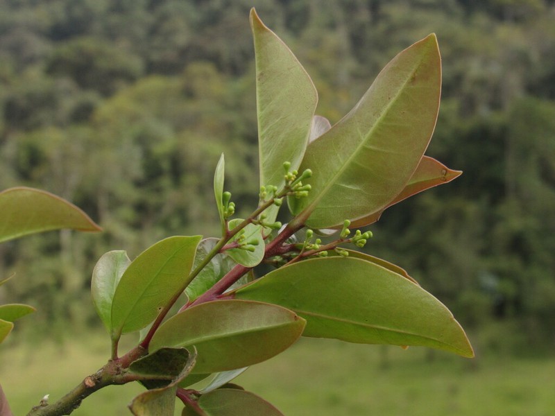 Aiouea dubia photo 7