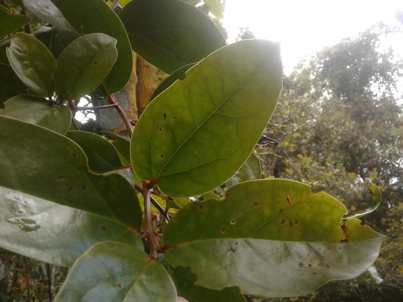 Aiouea dubia photo 8