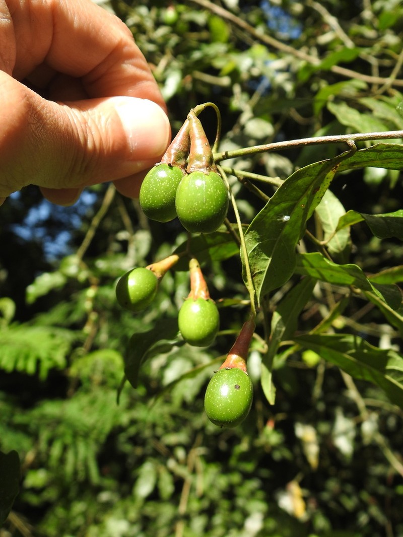 Aiouea effusa