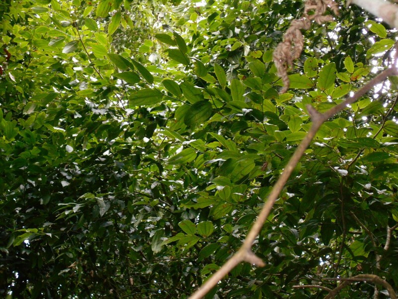 Aiouea effusa photo 2