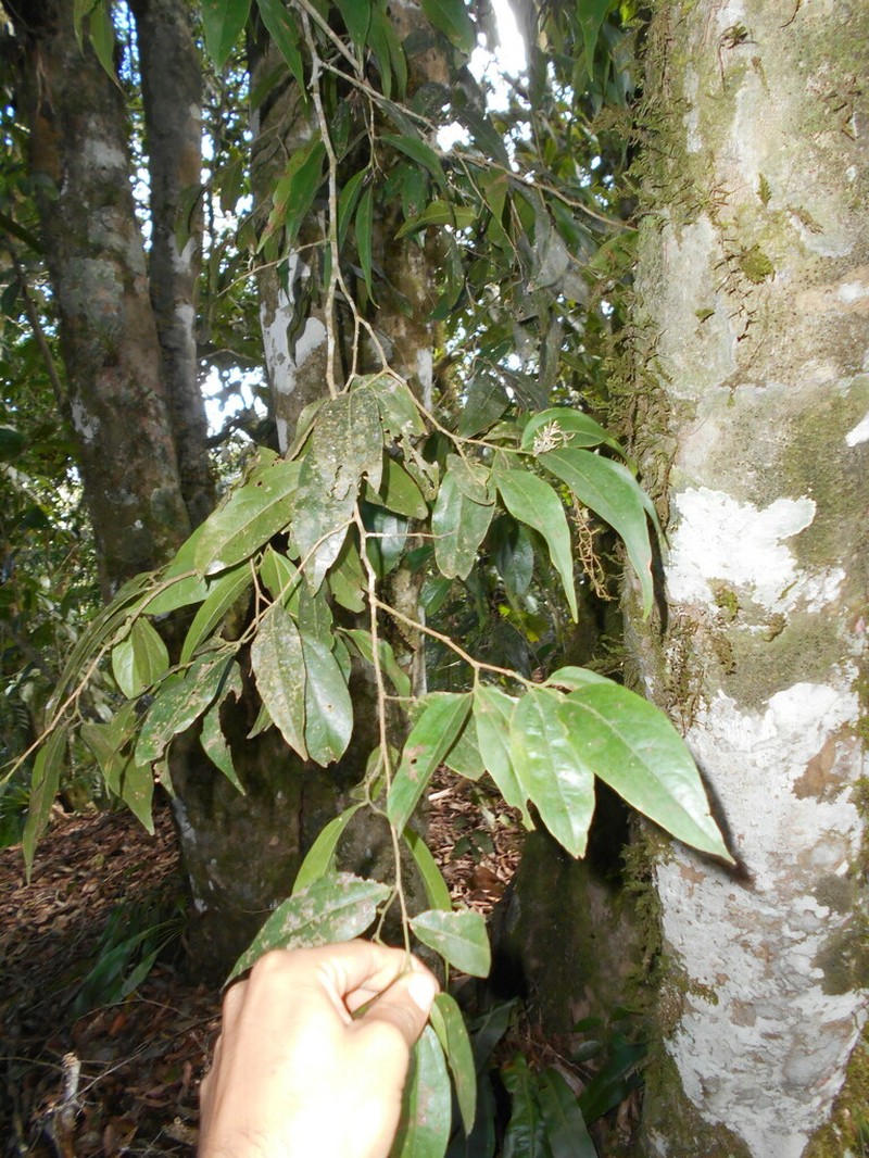 Aiouea effusa photo 3