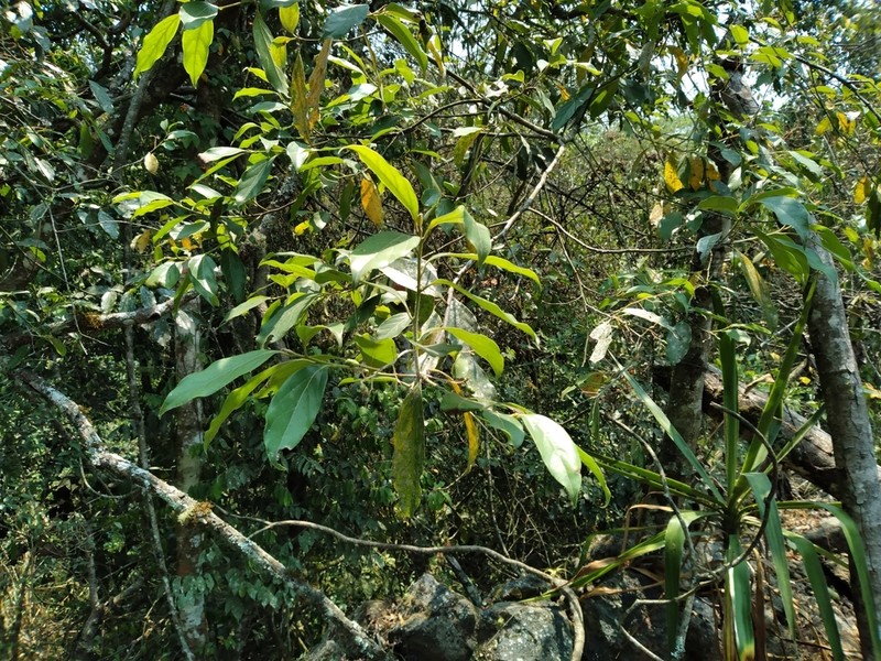 Aiouea effusa photo 5