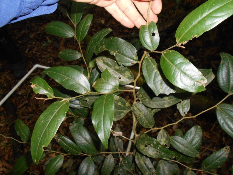 Aiouea effusa photo 6