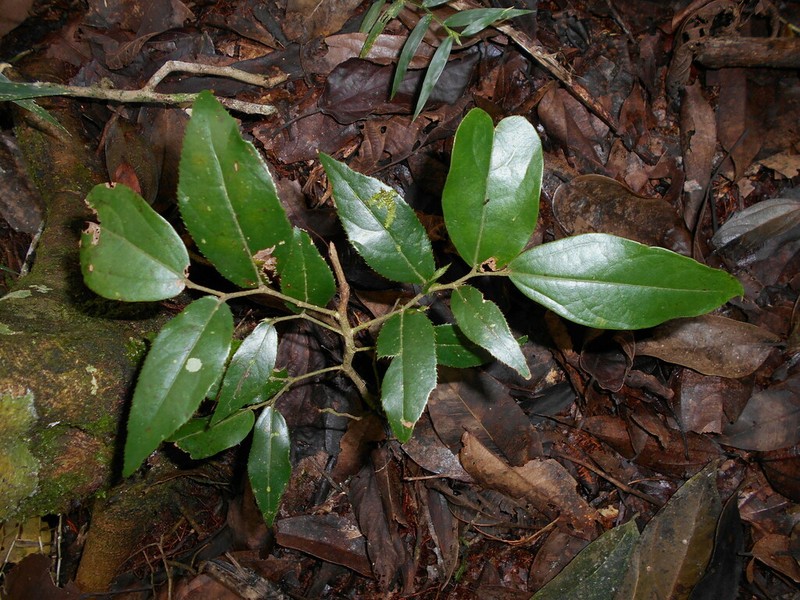 Aiouea effusa photo 8