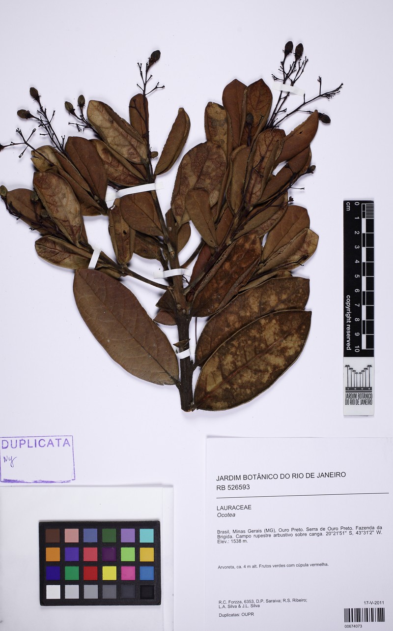 Aiouea erythropus
