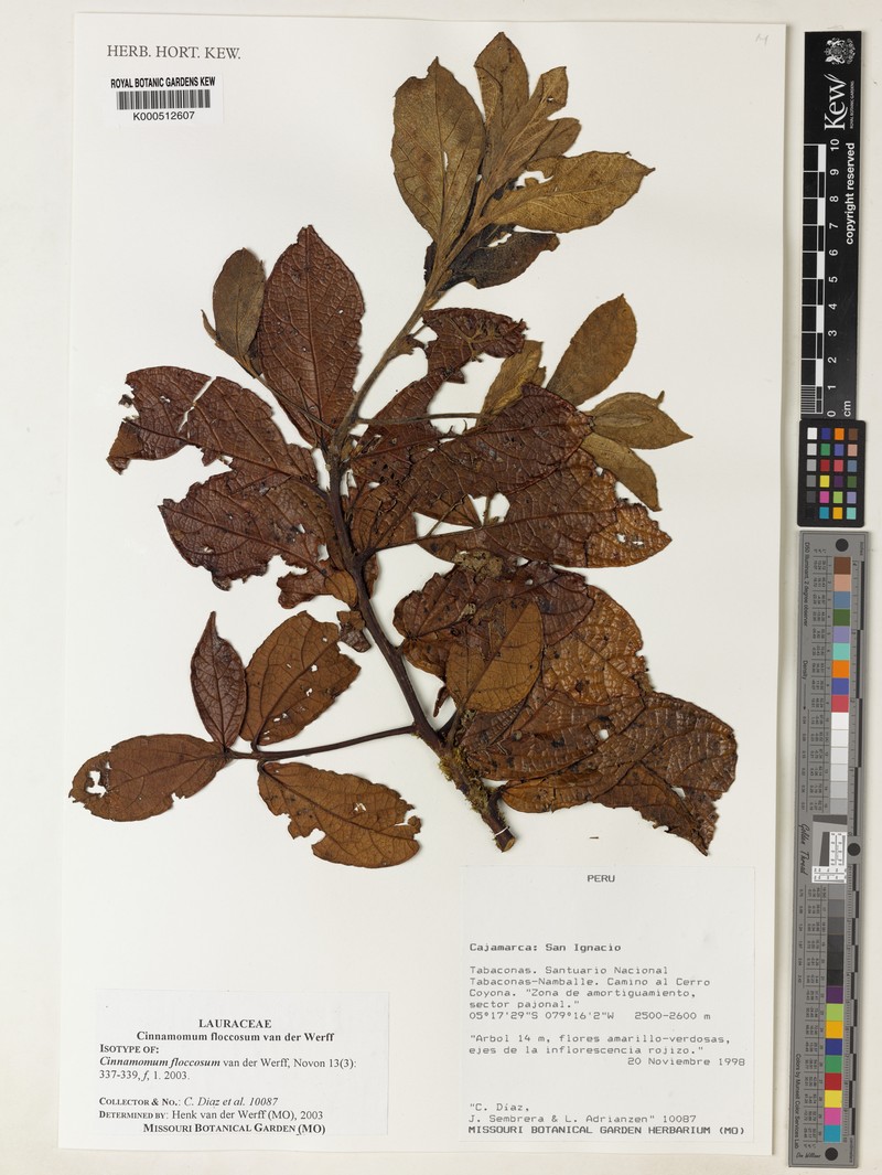 Aiouea floccosa