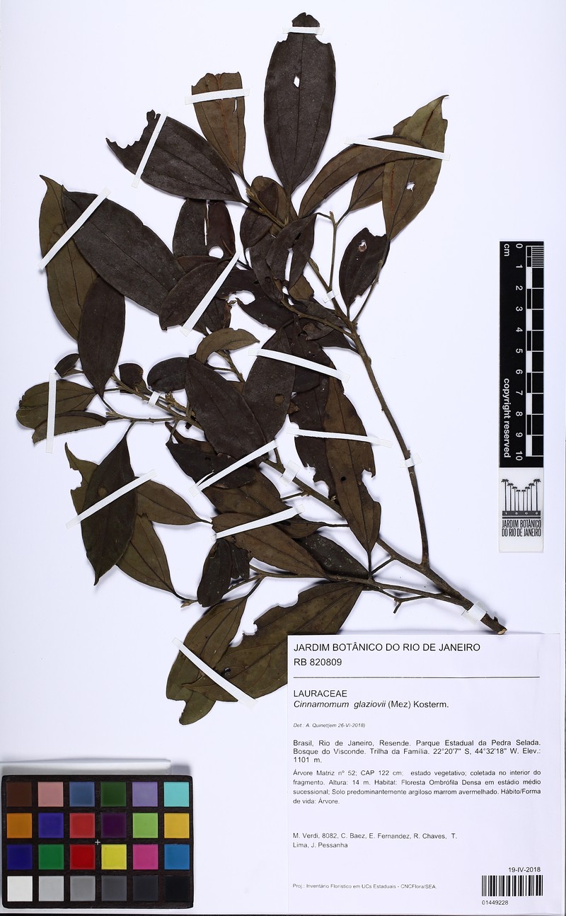 Aiouea glaziovii