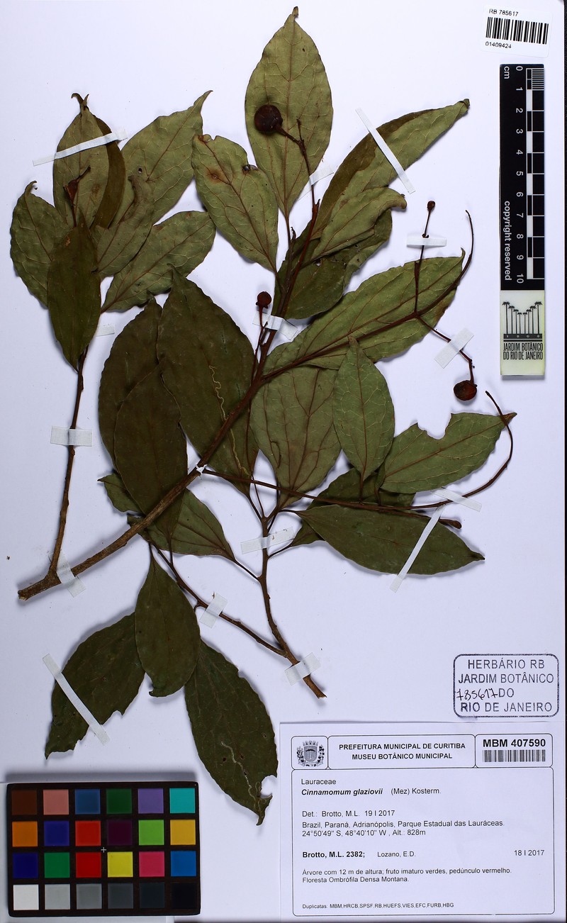 Aiouea glaziovii photo 2