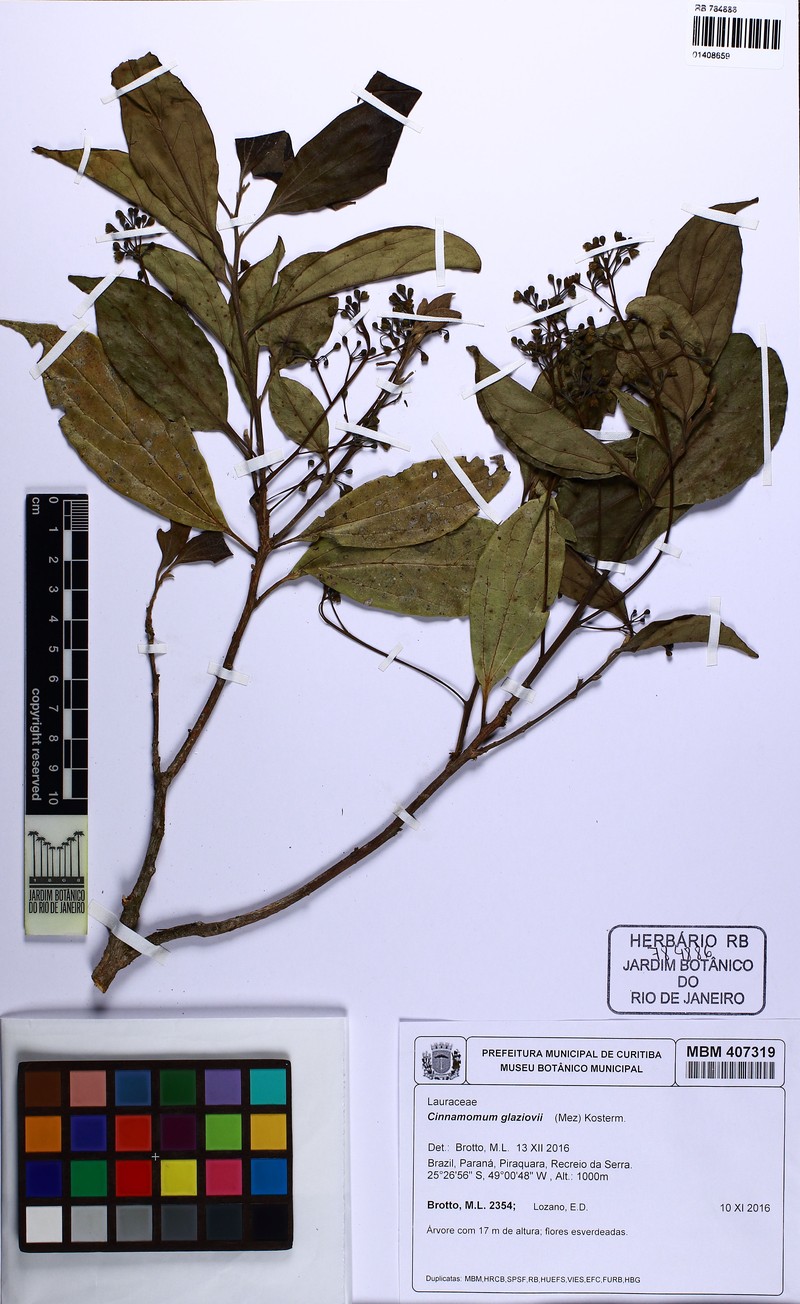 Aiouea glaziovii photo 3