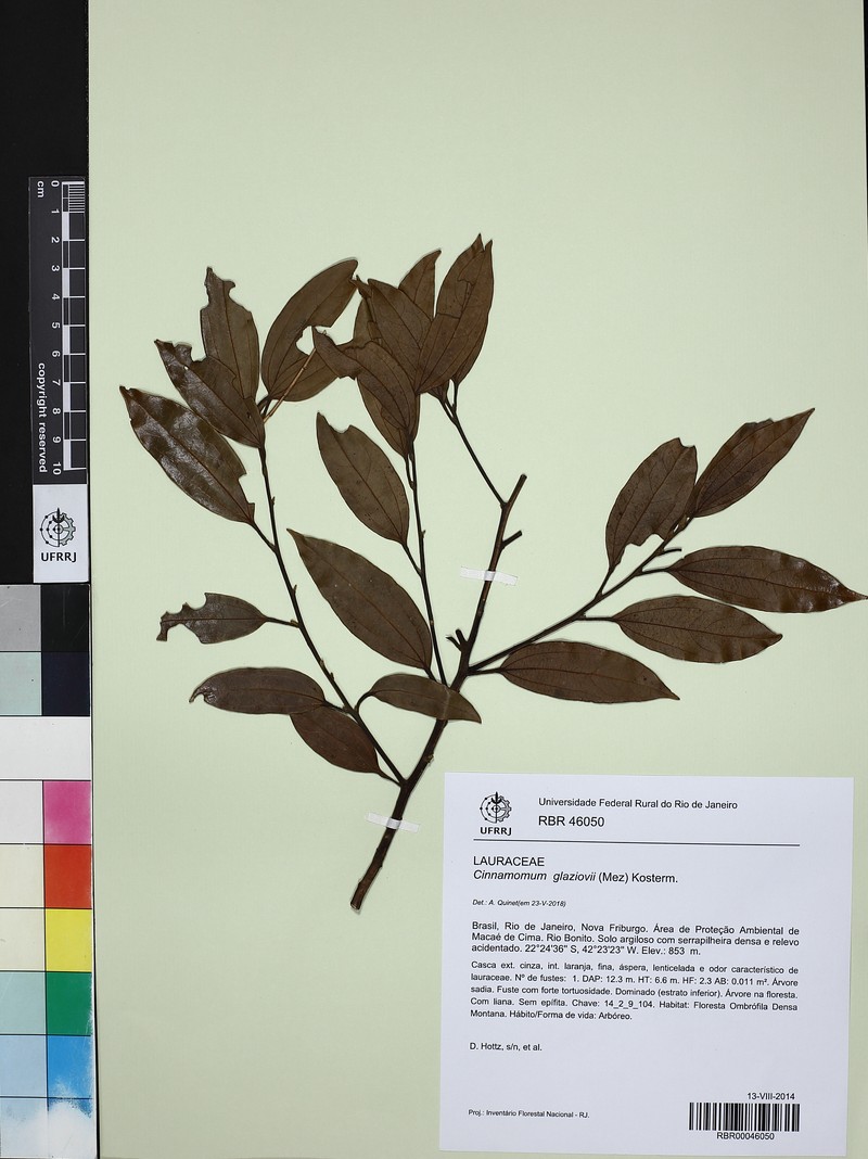 Aiouea glaziovii photo 4