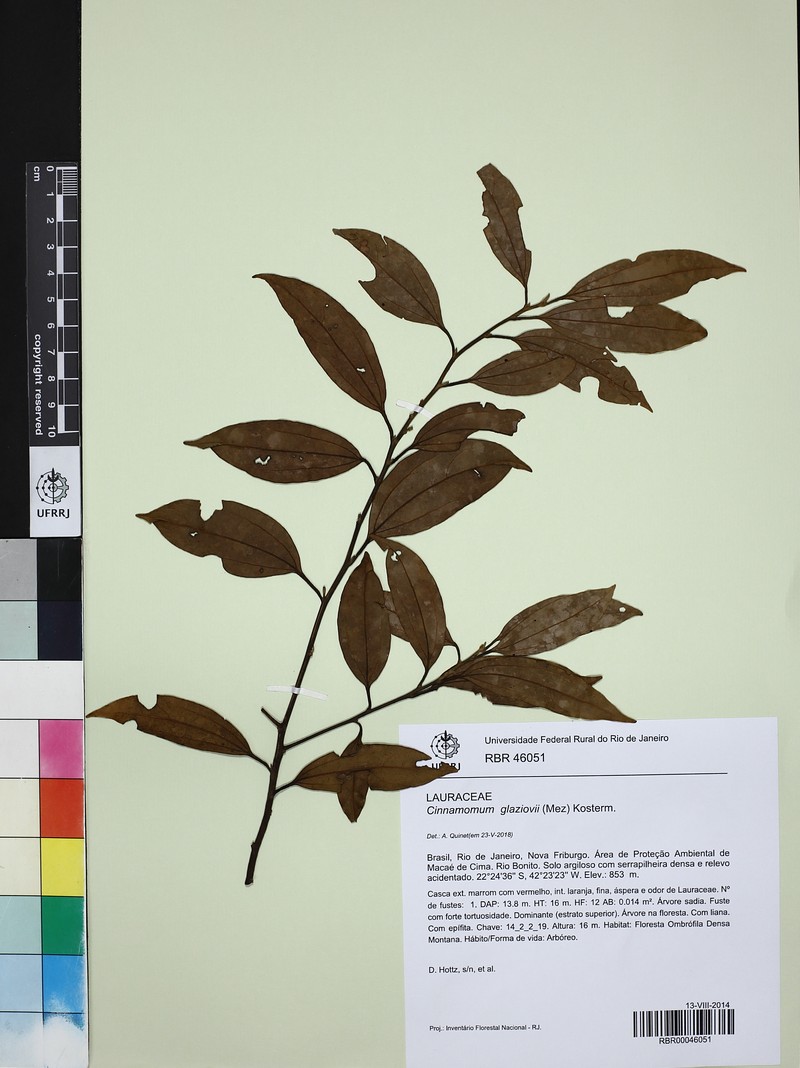 Aiouea glaziovii photo 5