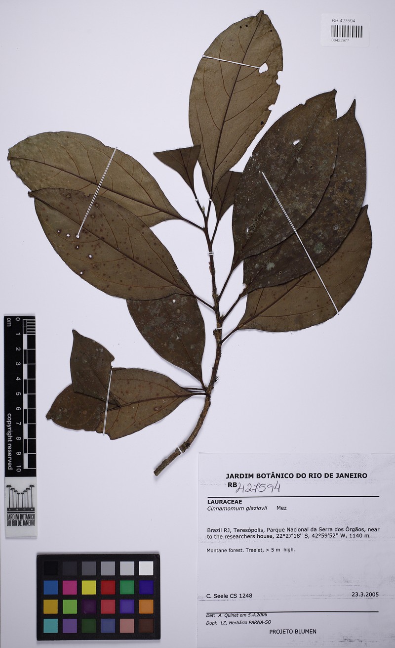 Aiouea glaziovii photo 6