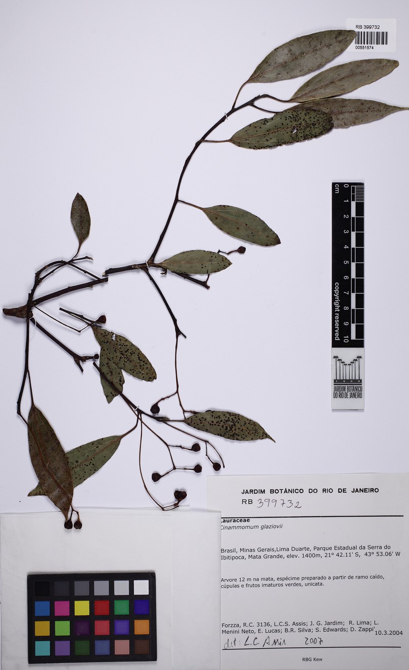 Aiouea glaziovii photo 7