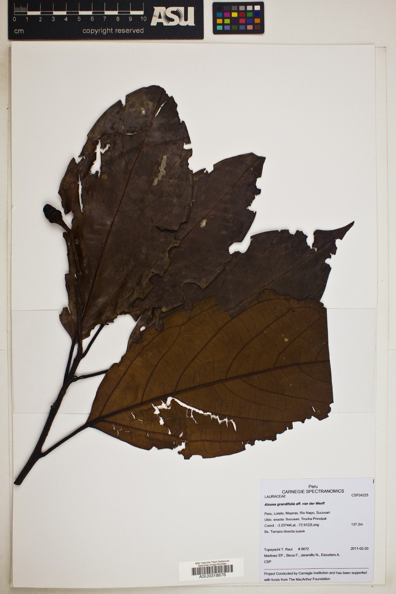 Aiouea grandifolia