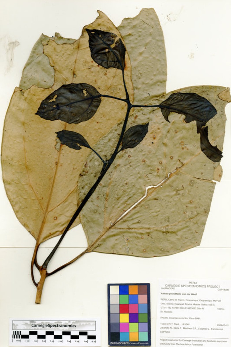 Aiouea grandifolia photo 2