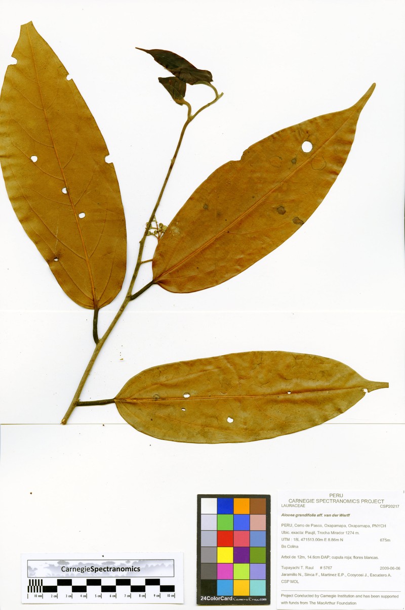 Aiouea grandifolia photo 3