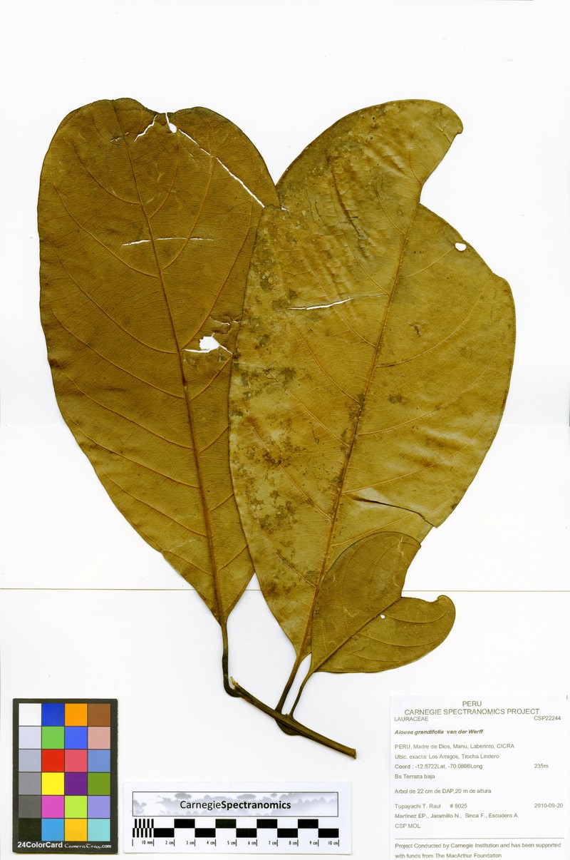 Aiouea grandifolia photo 4
