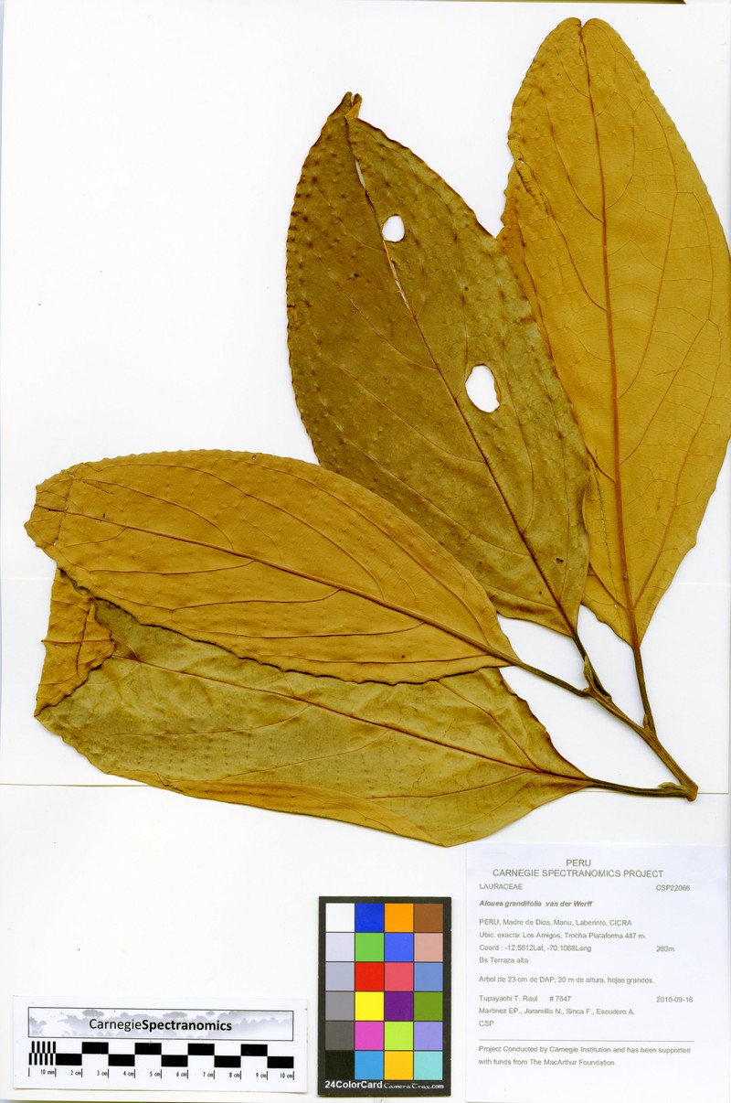Aiouea grandifolia photo 5