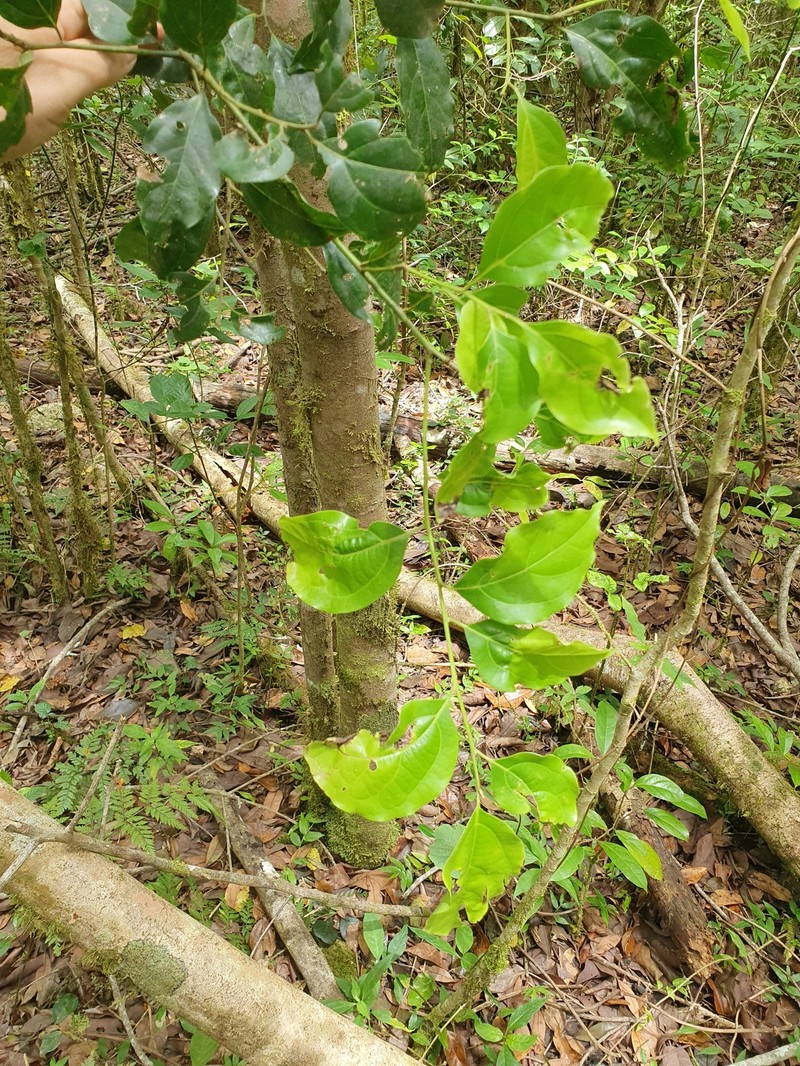 Aiouea grisebachii photo 2