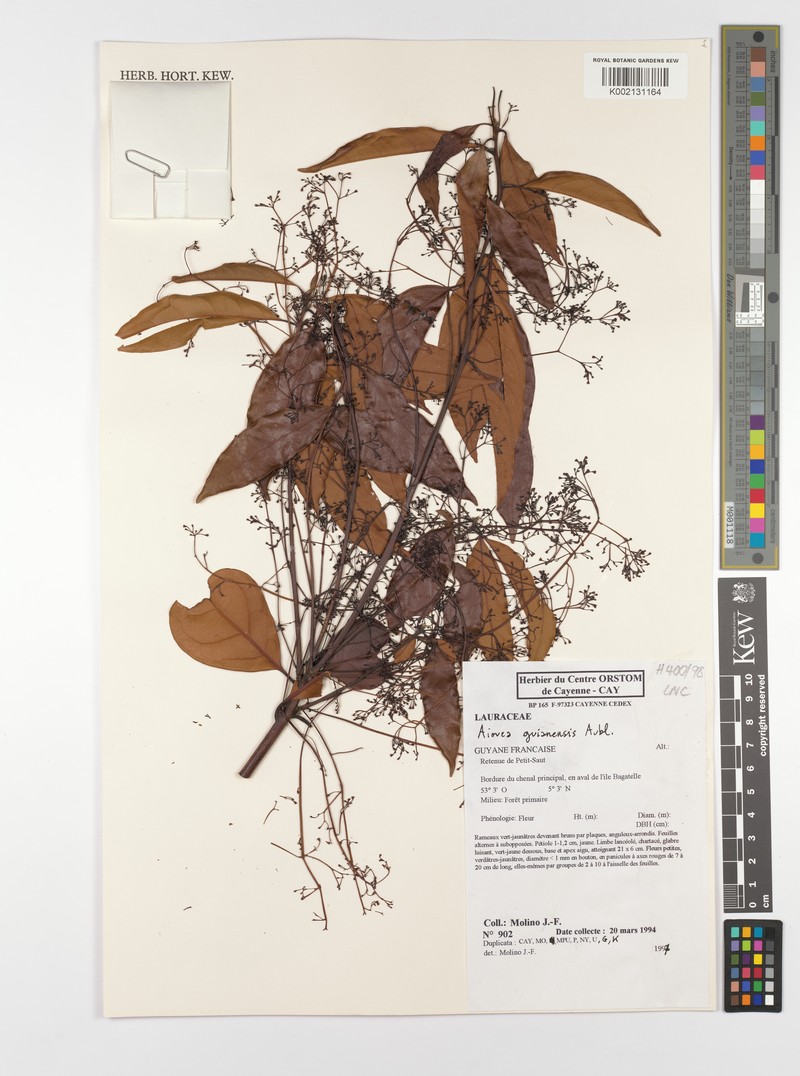 Aiouea guianensis