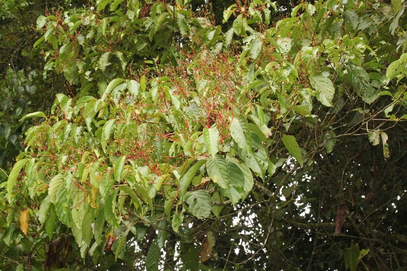 Aiouea hammeliana