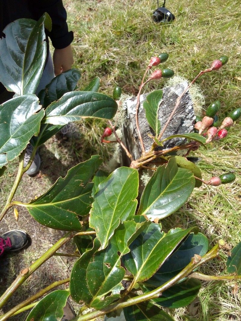 Aiouea hammeliana photo 5
