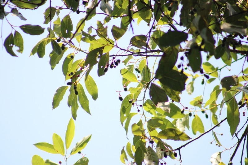 Aiouea hartmanii