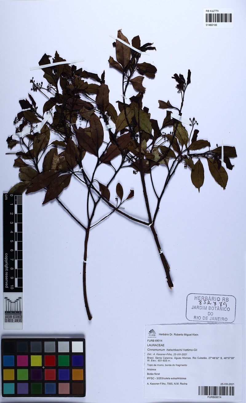 Aiouea hatschbachii