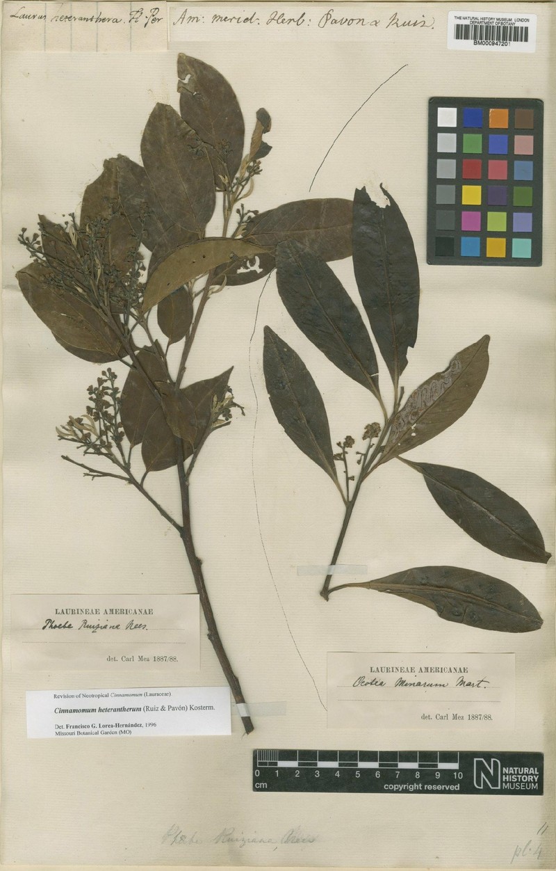Aiouea heteranthera