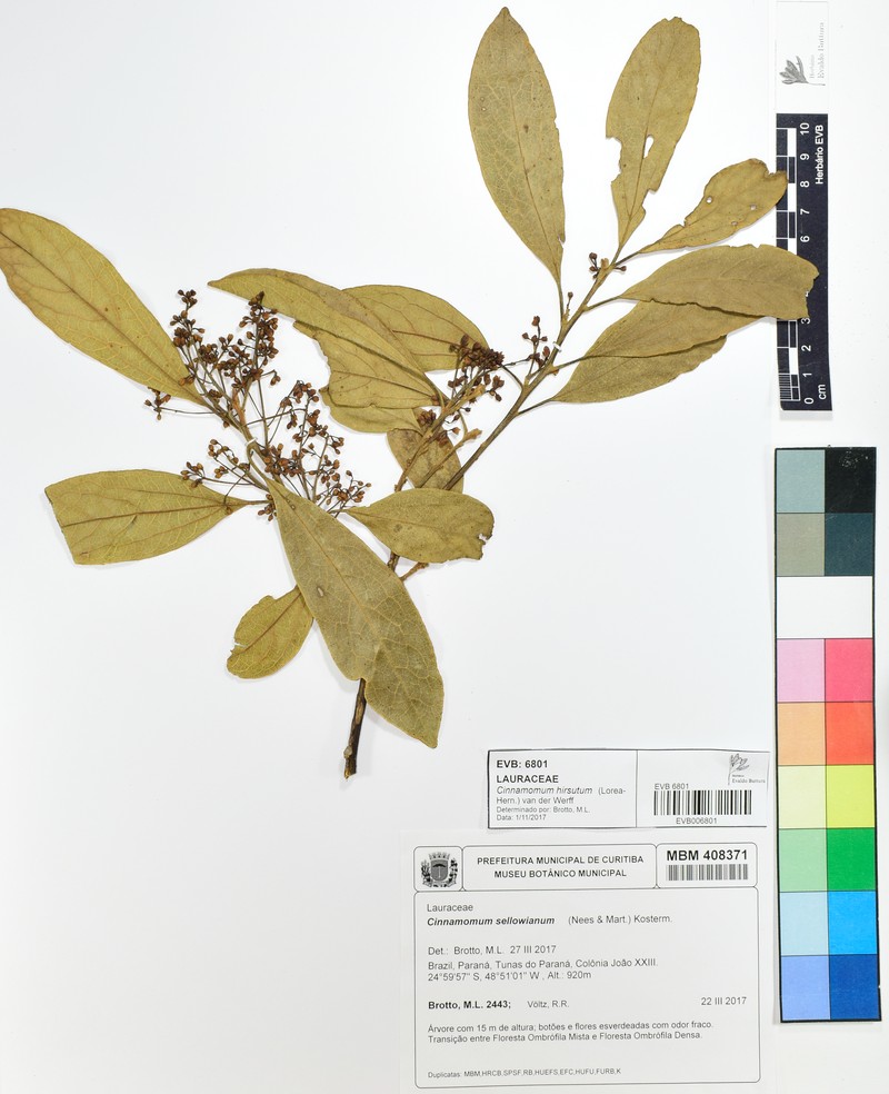 Aiouea hirsuta photo 2