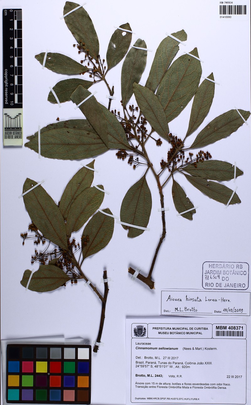 Aiouea hirsuta