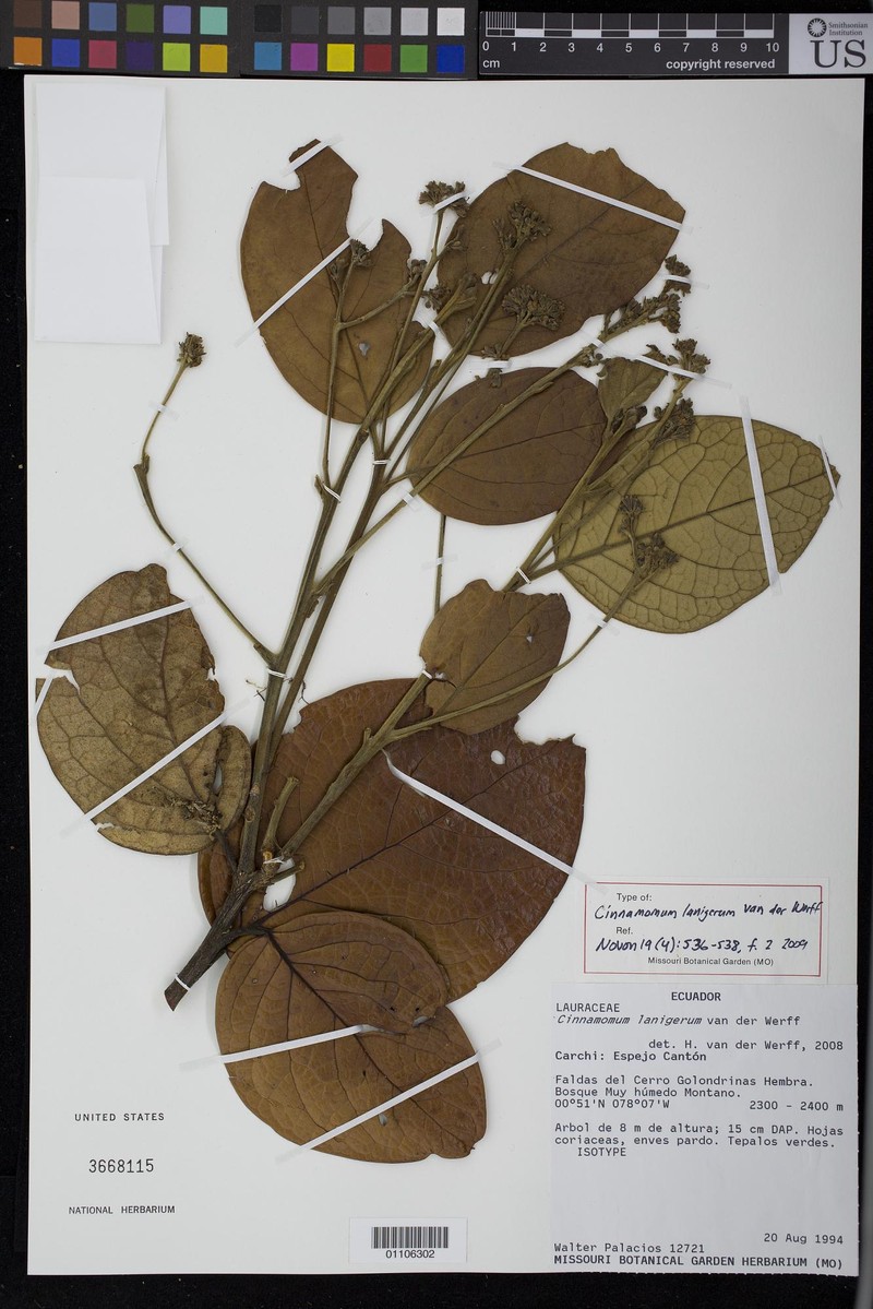 Aiouea lanigera
