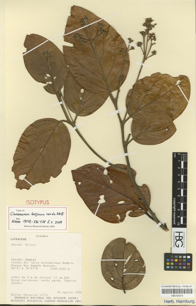 Aiouea lanigera